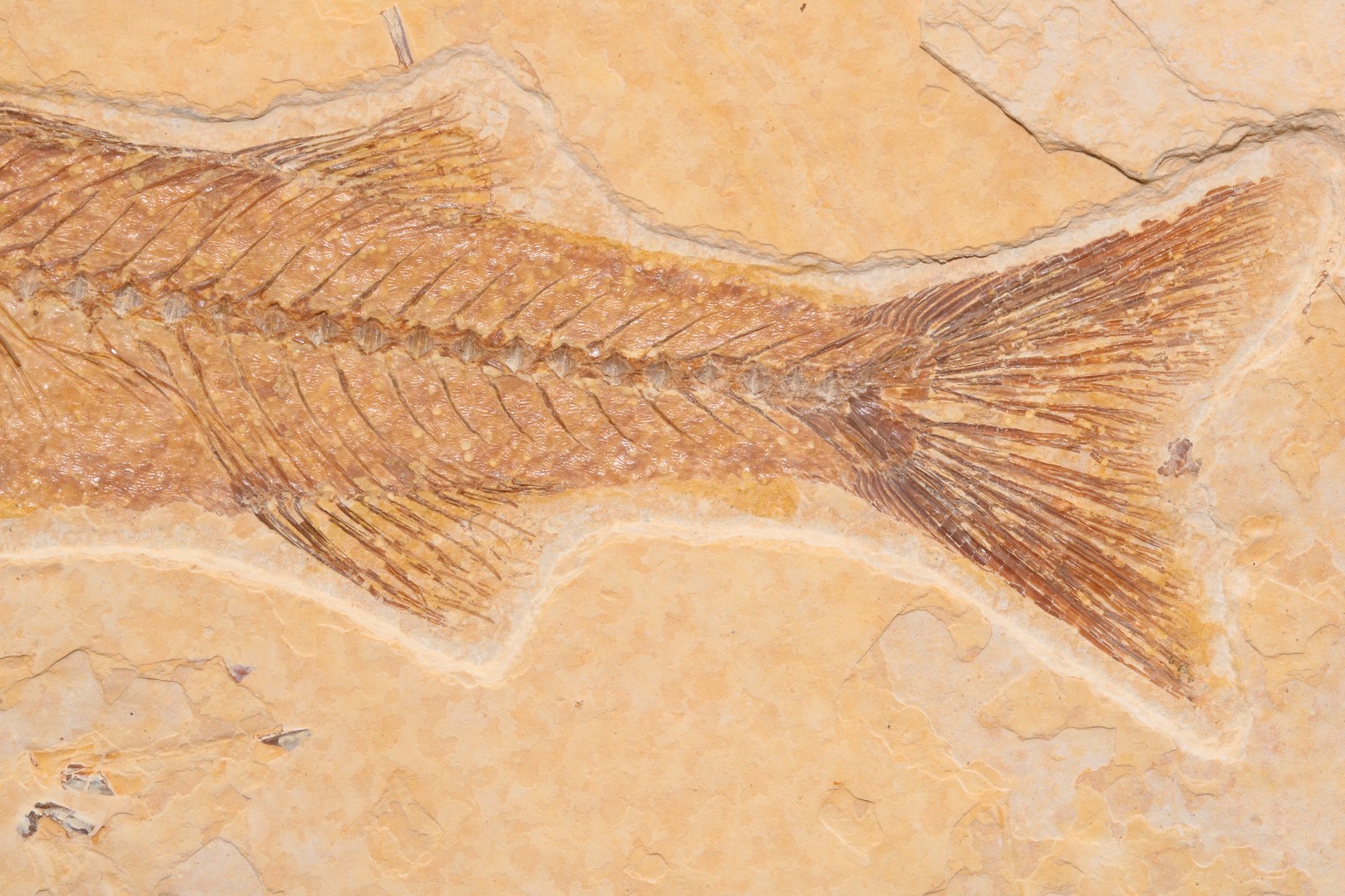 Superb 4" Mioplosus Fossil Fish Fossil Lake Green River Fm Wyoming COA 11897