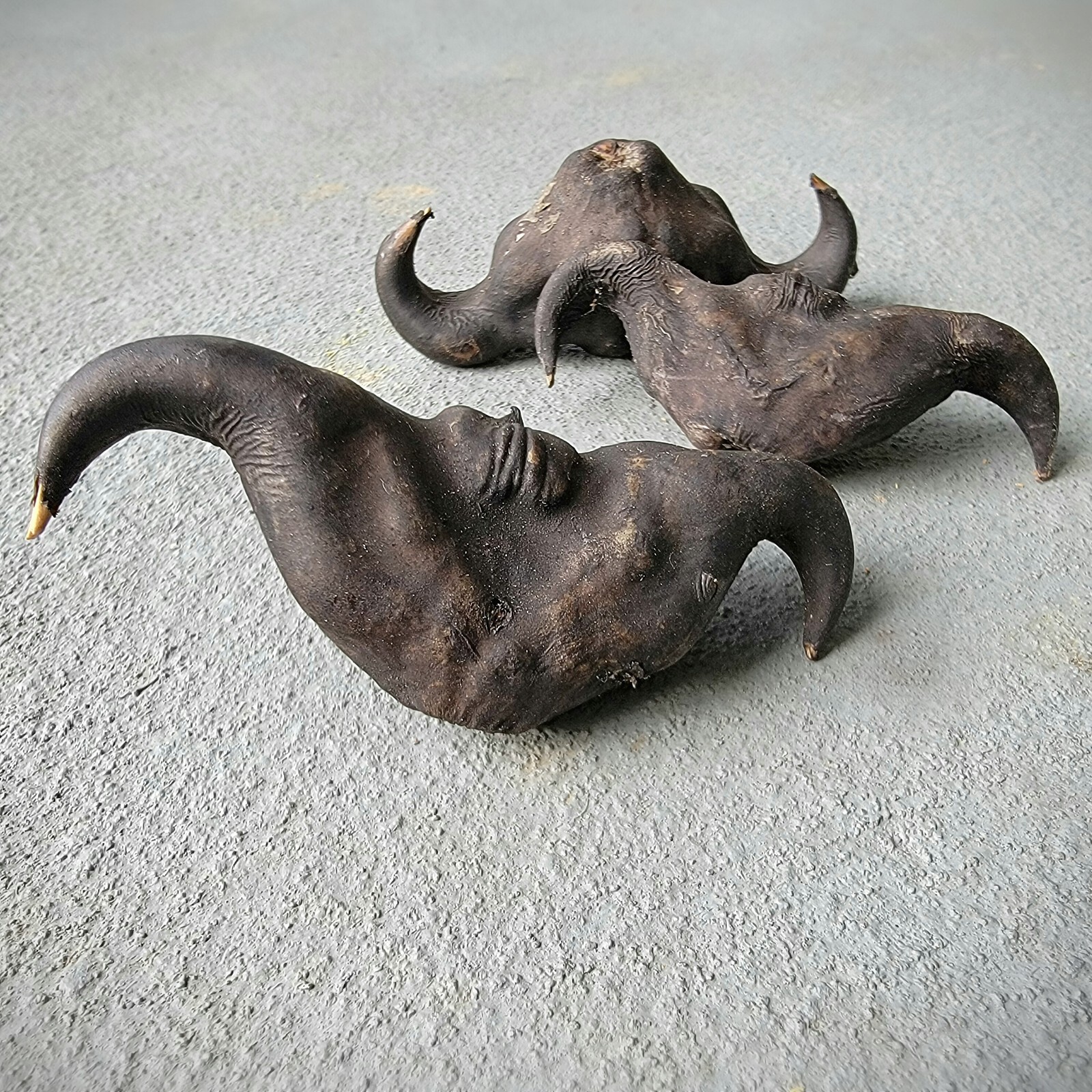 X3 Devil seed pods, Witchcraft herb, Oddities, Water Caltrop, Trapa bicornis