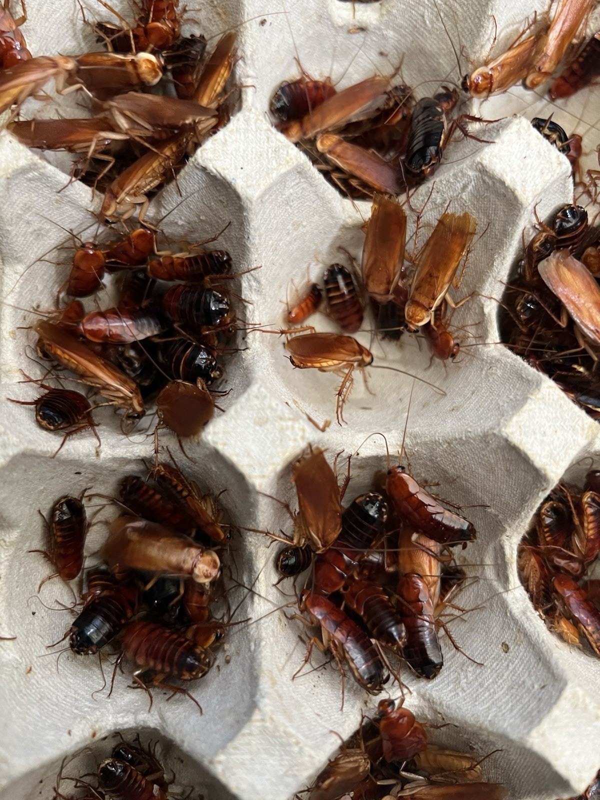 Red Runner Roaches Live Feeders Reptile Food Free Shipping