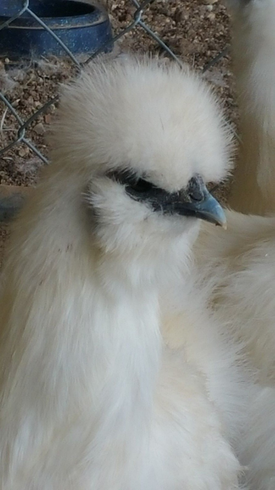 6 PURE WHITE SILKIE FERTILE HATCHING CHICKEN EGGS - Free UPS Ground