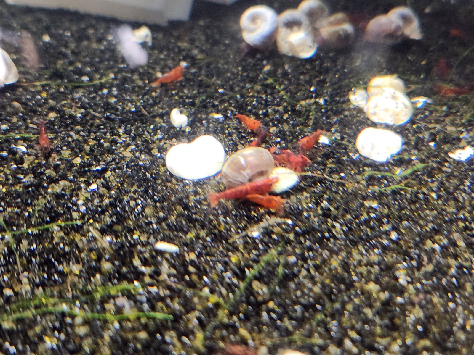 Small Freshwater Cleanup Crew – 2 Plecos, 20 Shrimp, 20 Snails - Algae Eaters