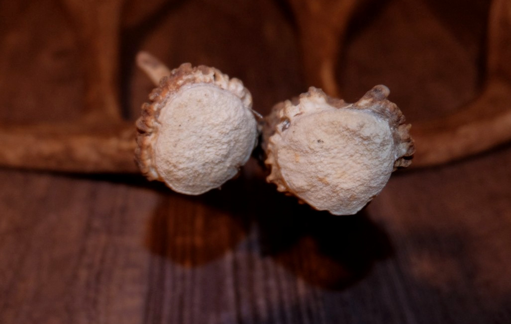 Nice Set Mule Deer Antlers Sheds Taxidermy Mount Cabin Decor Buck Horns