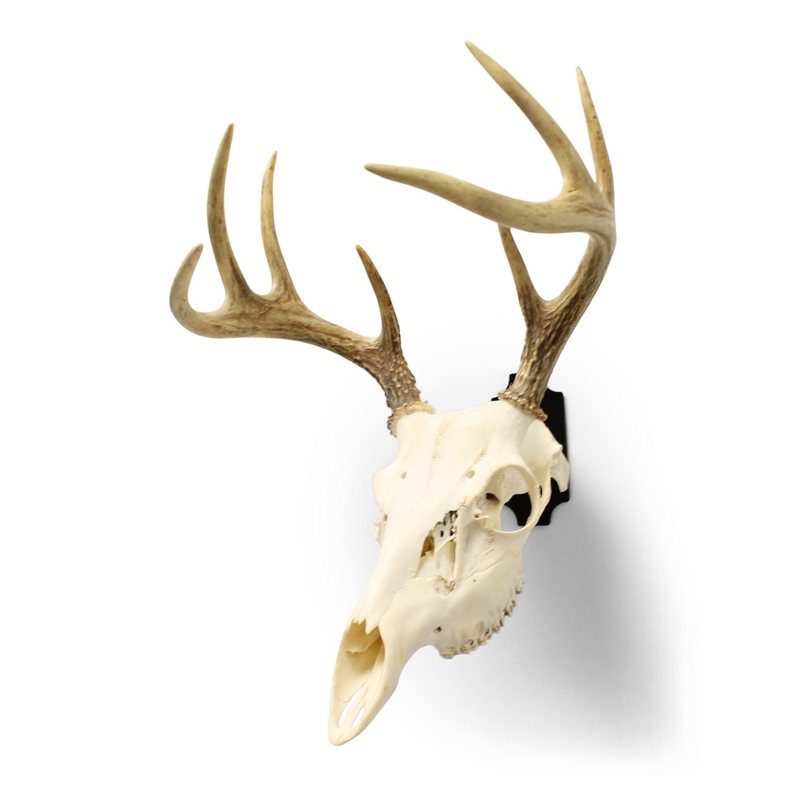 euro mount skull hanger MADE IN THE USA Euro Mount kit Whitetail Deer Skull Hook