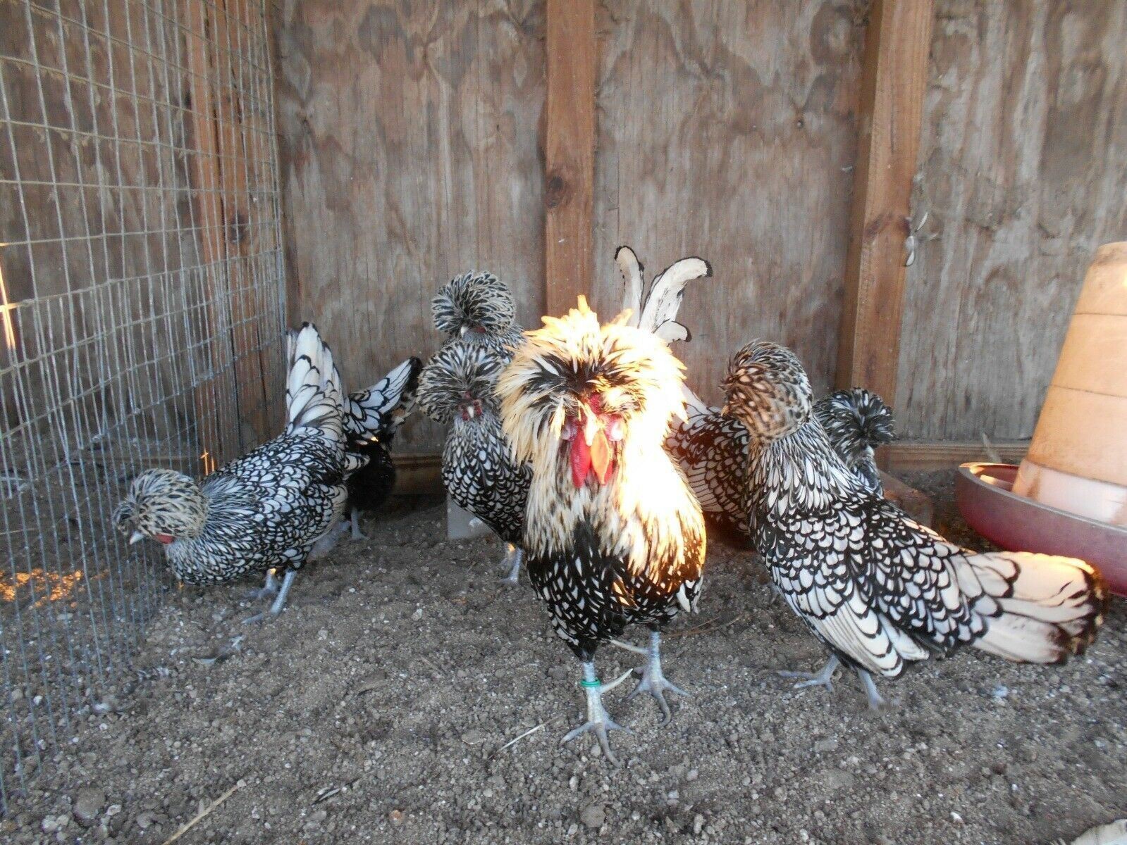 SILVER, BUFF, WHITE, GOLDEN POLISH BANTAM HATCHING EGGS SHIP 3/23 12+EGGS