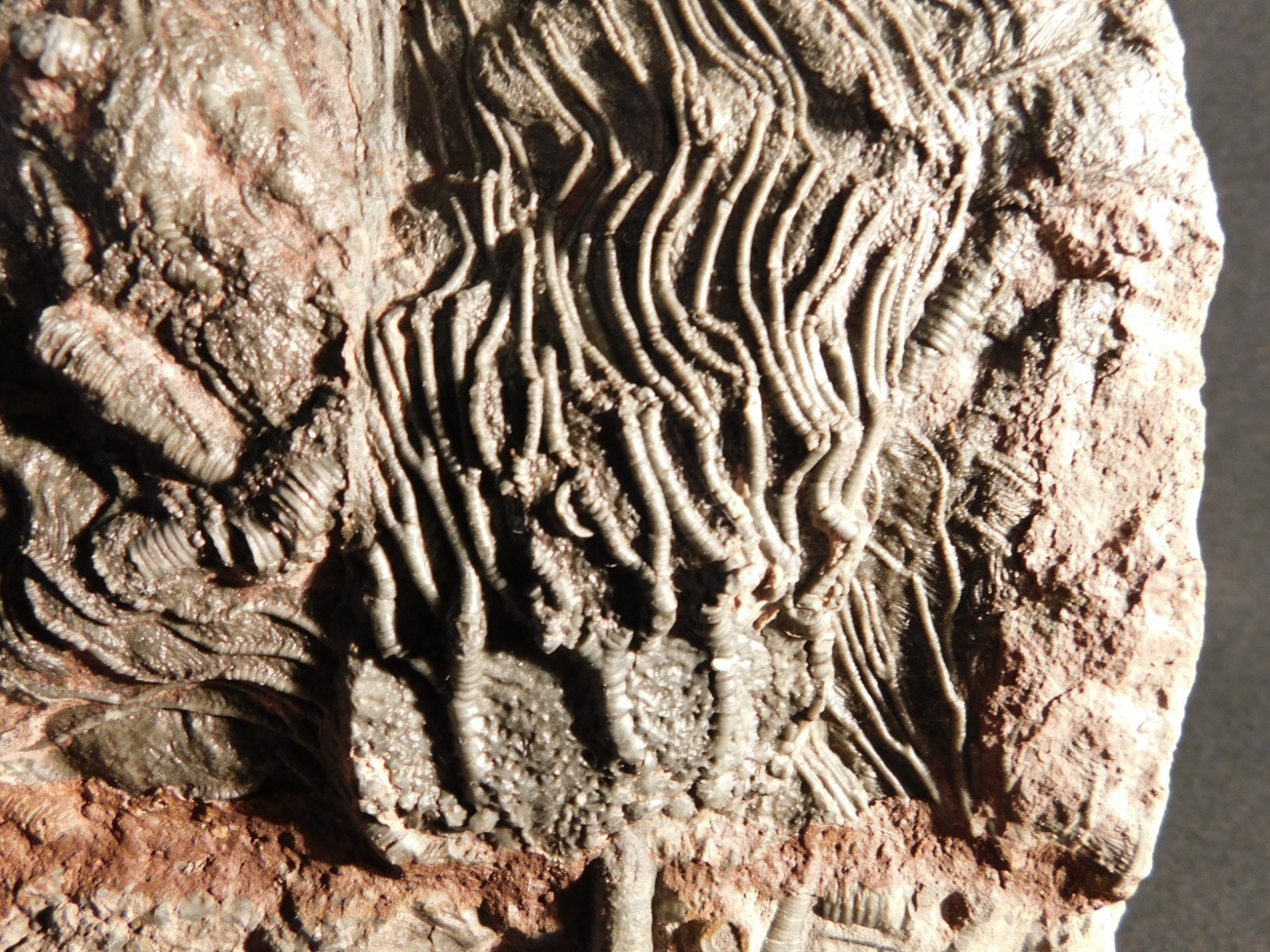 Nice! 430 Million Year Old! CRINOID Fossil or Sea LILY Fossil Morocco 838gr