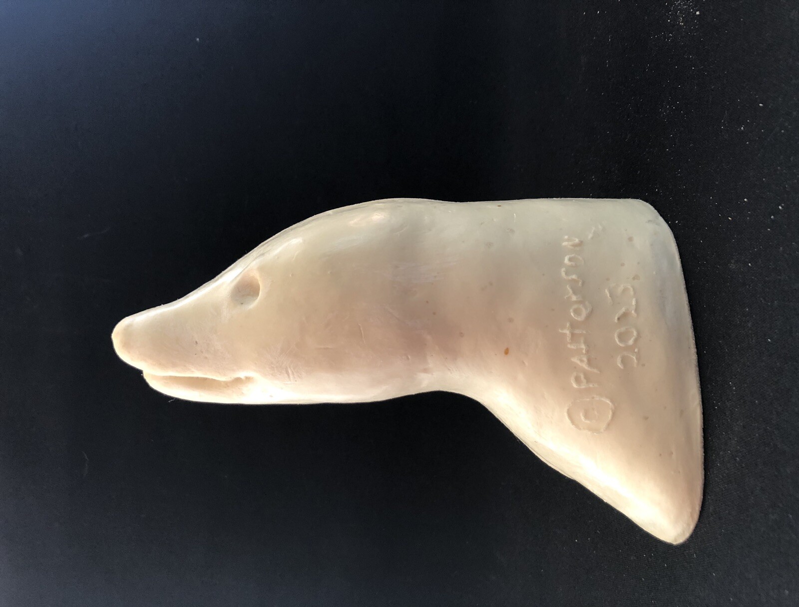 Taxidermy Form Opossum Shoulder Closed Mouth Slight Right Turn 2 X 9