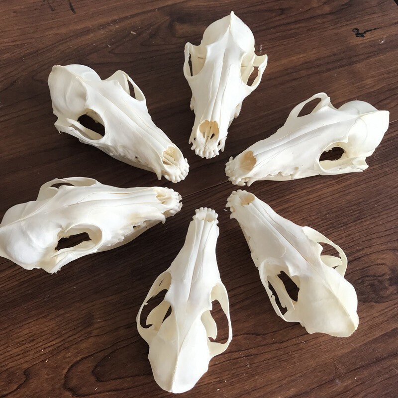 New 10Pcs Real Fox Skull Taxidermy Real Bone Skeleton Halloween Decoration Gift