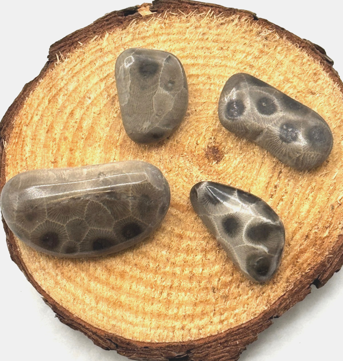 ***GREAT PRICE*** A SET OF 4 PETOSKEY STONES - BELOW RETAIL PLUS FREE SHIPPING!