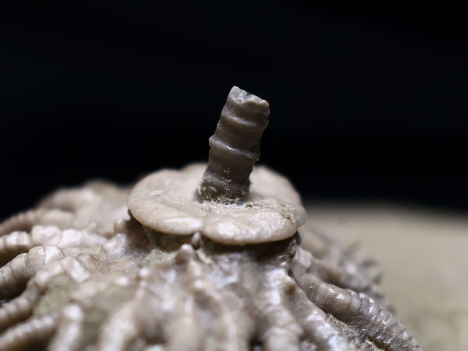 Revealing Fossil Crinoid, Crawfordsville, Indiana