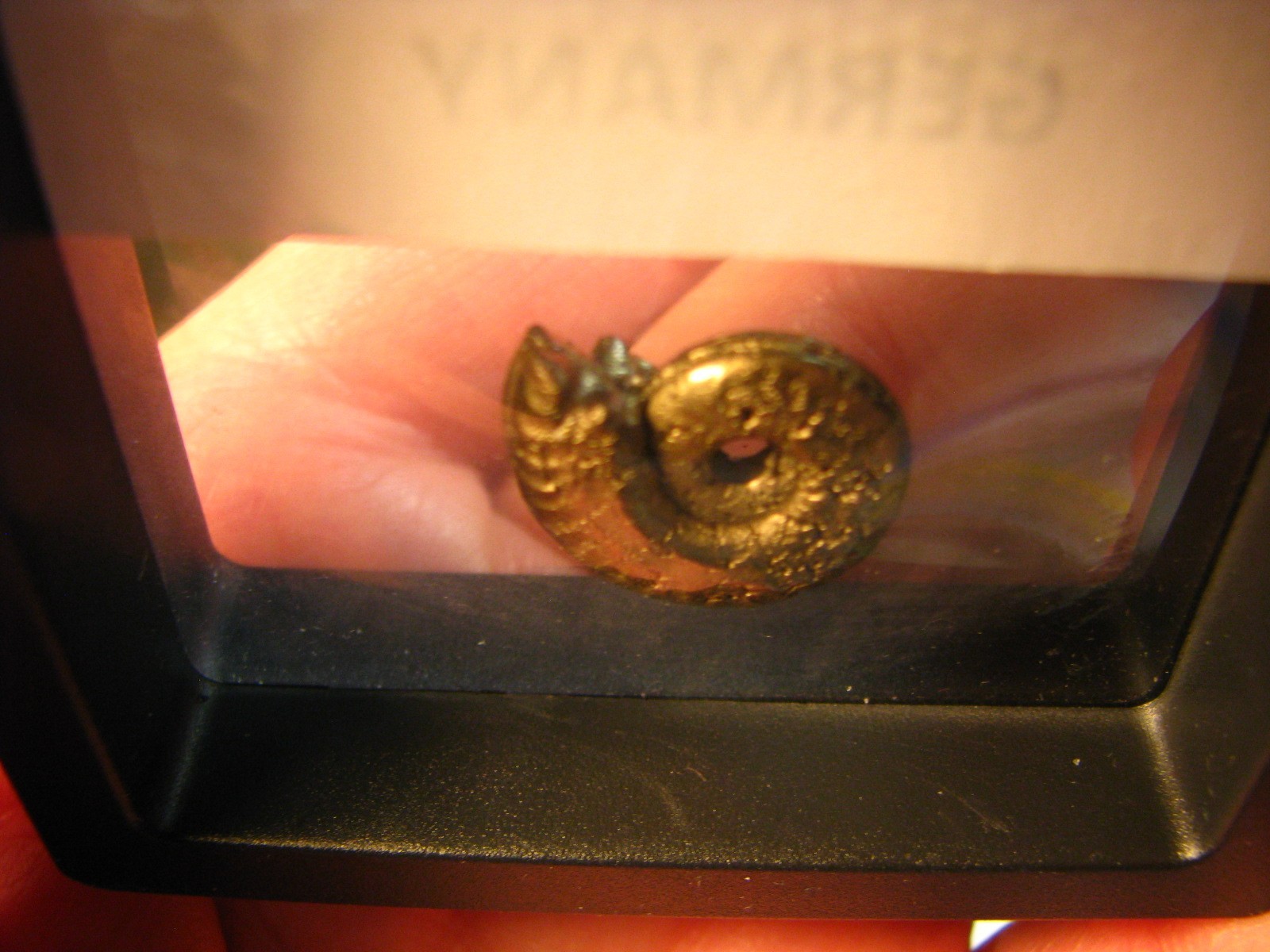 20mm GOLDEN PYRITE AMMONITE FOSSIL THUMBNAIL IN DISPLAY CASE RARE GERMANY #351