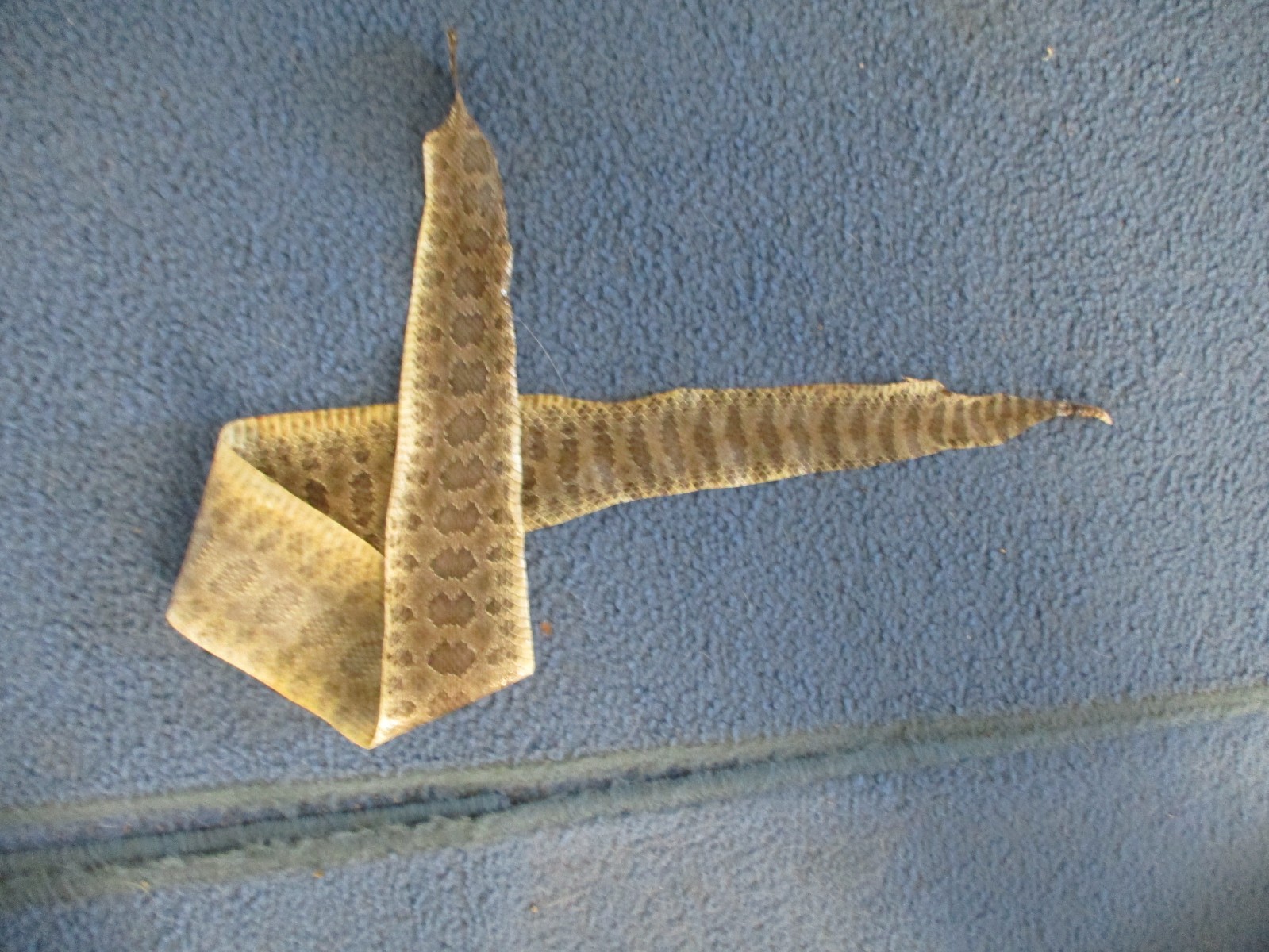 rattlesnake skin prairie rattle snake hide SOFT TANNED wrap pen blanks 32 in S4