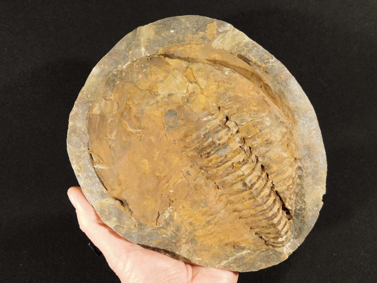 HUGE! 530 Million Year OLD! Andalusiana Trilobite Fossil Anif Morocco 3933gr