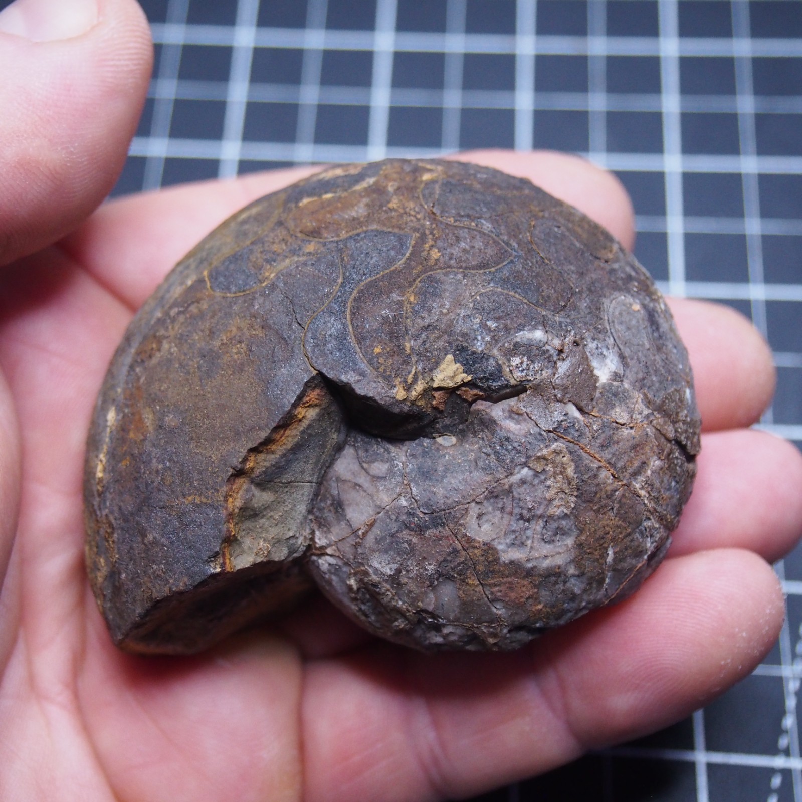 76 mm Goniatite Devonian Fossil Ammonite Morocco 2570