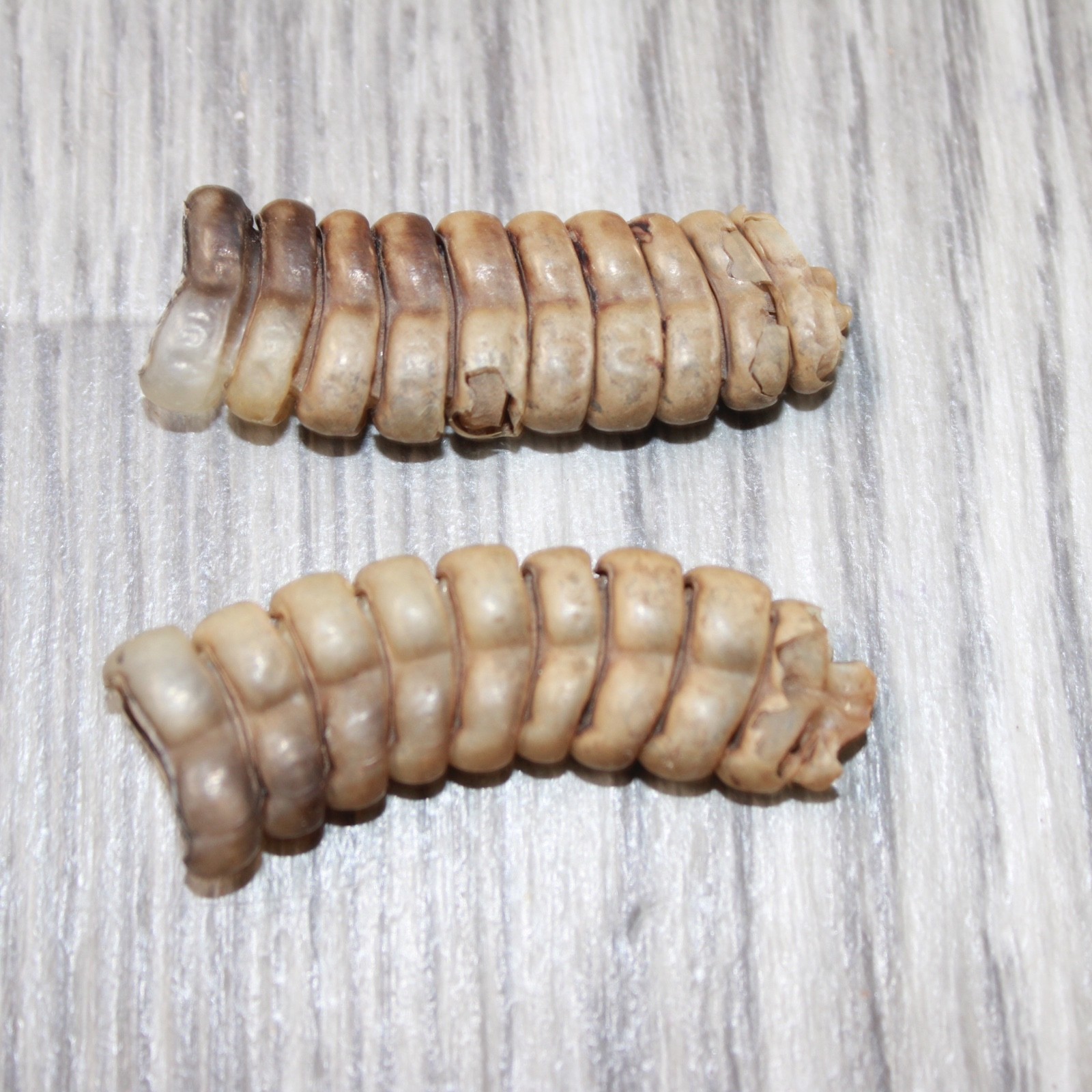 2 Large Rattlesnake Rattles  #2063    Taxidermy Diamondback Sidewinder