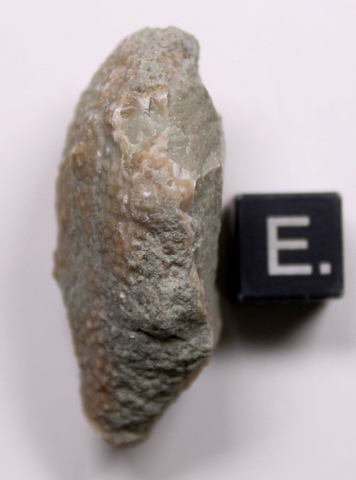 Holocystites scutellatus Silurian Cystoid Fossil Indiana Massie Shale