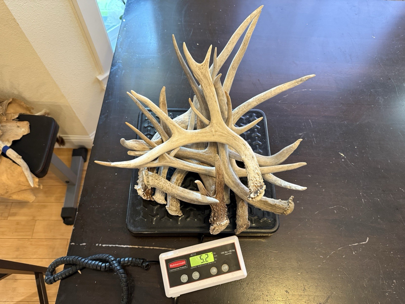 3, 5, 10 Pounds Bulk Whitetail / Mule Deer Antlers High Quality DOG CHEWS CRAFTS