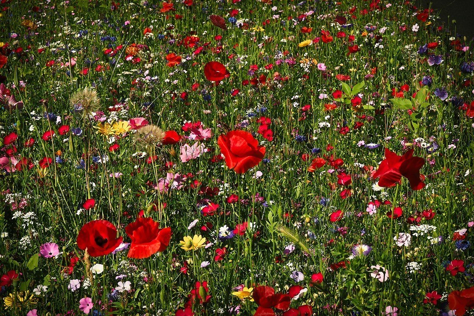 ALL PERENNIAL Wild Flower Mix. Pollinator Food, Garden Heirloom, 1200+ Seeds