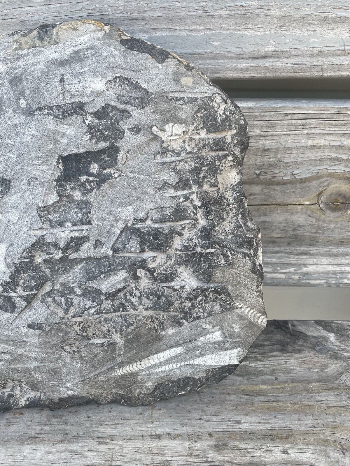 Polished Orthoceras Fossil Black Stone Slab Beautiful ❤️❤️❤️