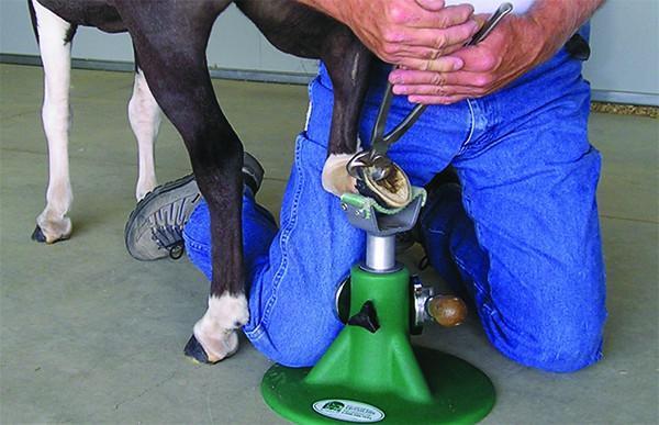 MINIATURE Horse HOOFJACK Mini Farrier Hoof Stand trimming