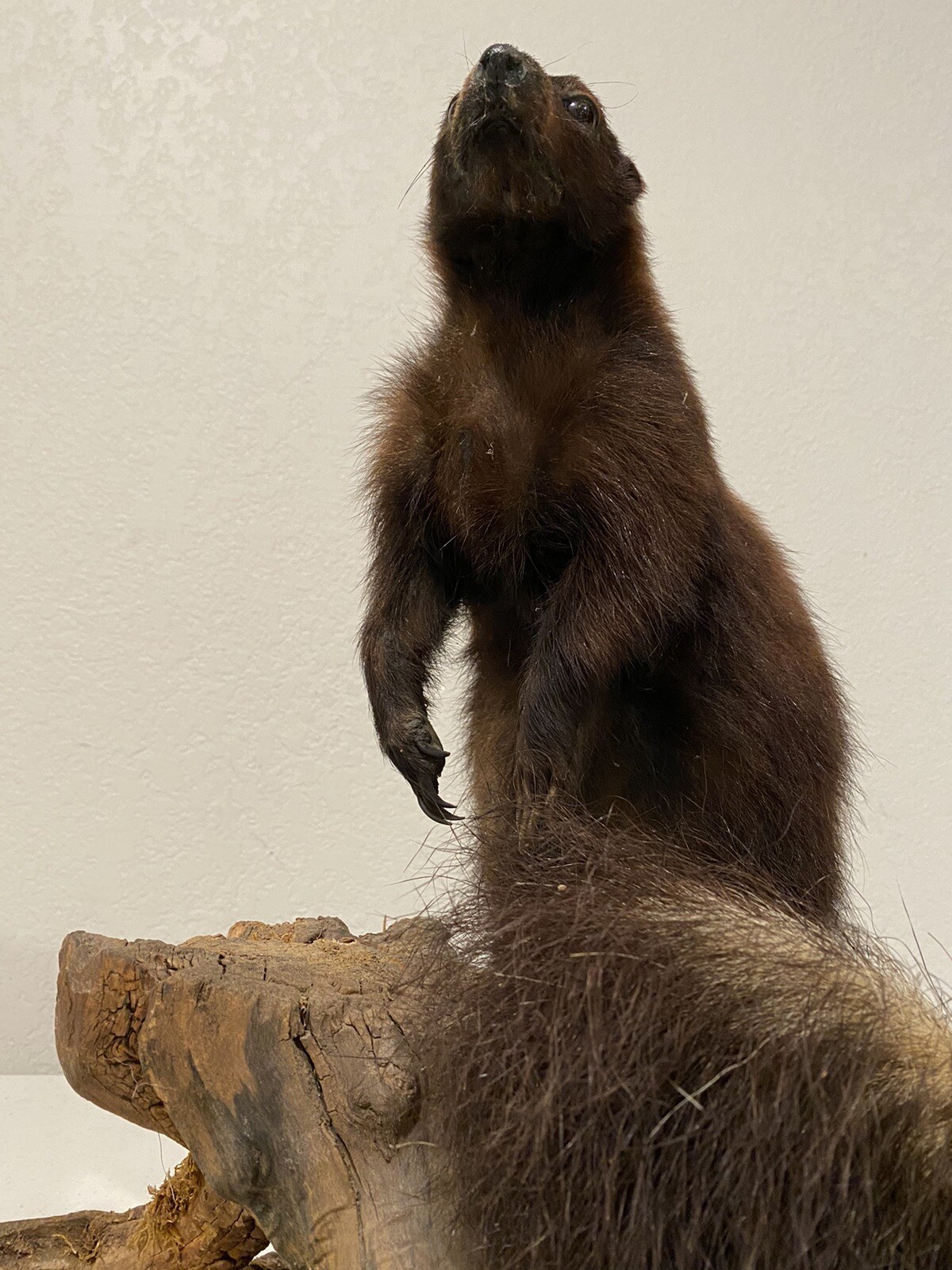 Rare Adult Brown Striped Skunk Taxidermy Mounted 16” Tall Vintage Oddity NICE