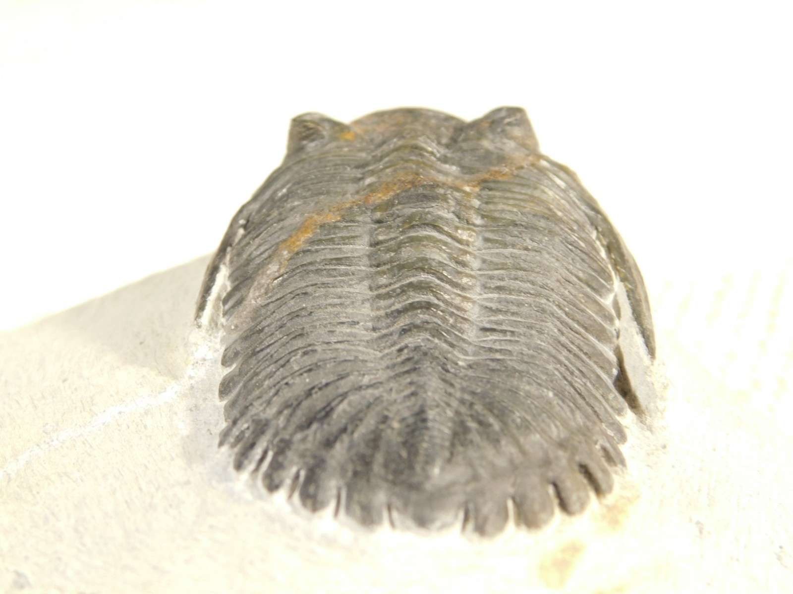 LARGER! Hollardops TRILOBITE Fossil Nice and 100% Natural Morocco 289gr