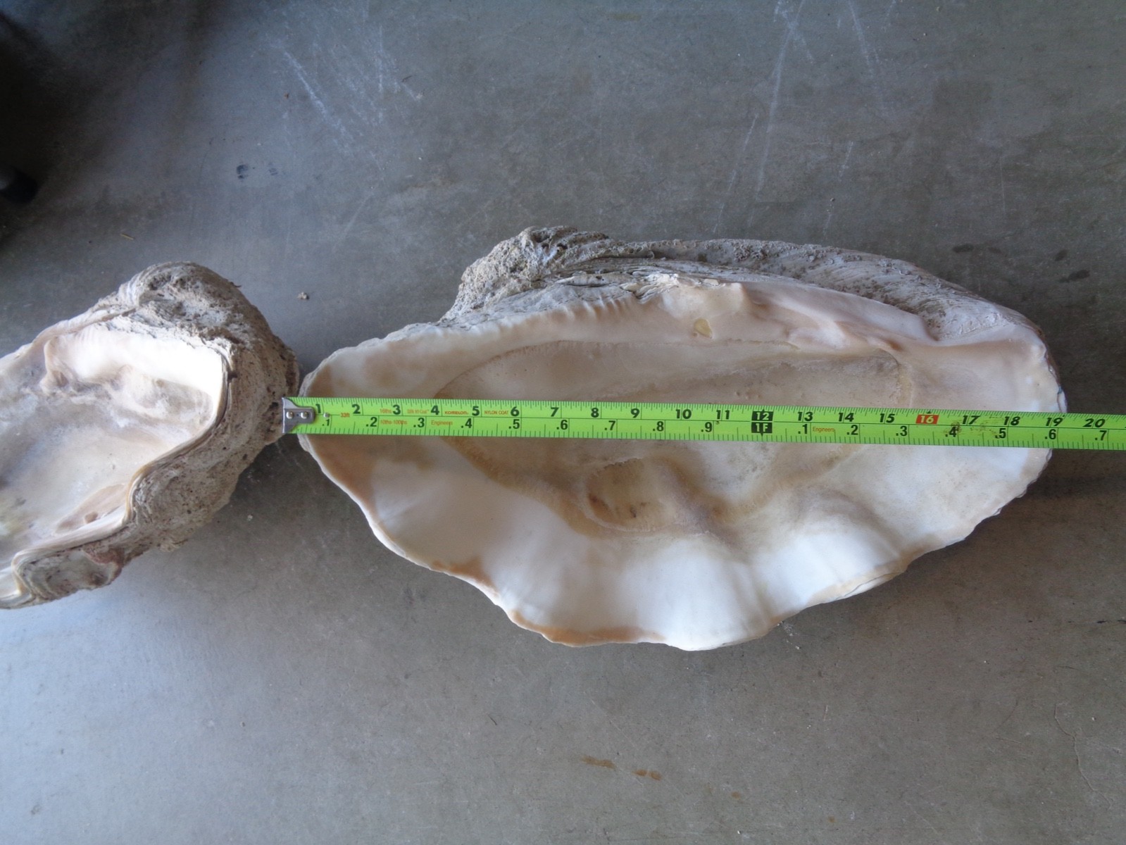 Tridacna Gigas Clam Shell Set Beautiful Matching Pair Giant Old Nautical Shells