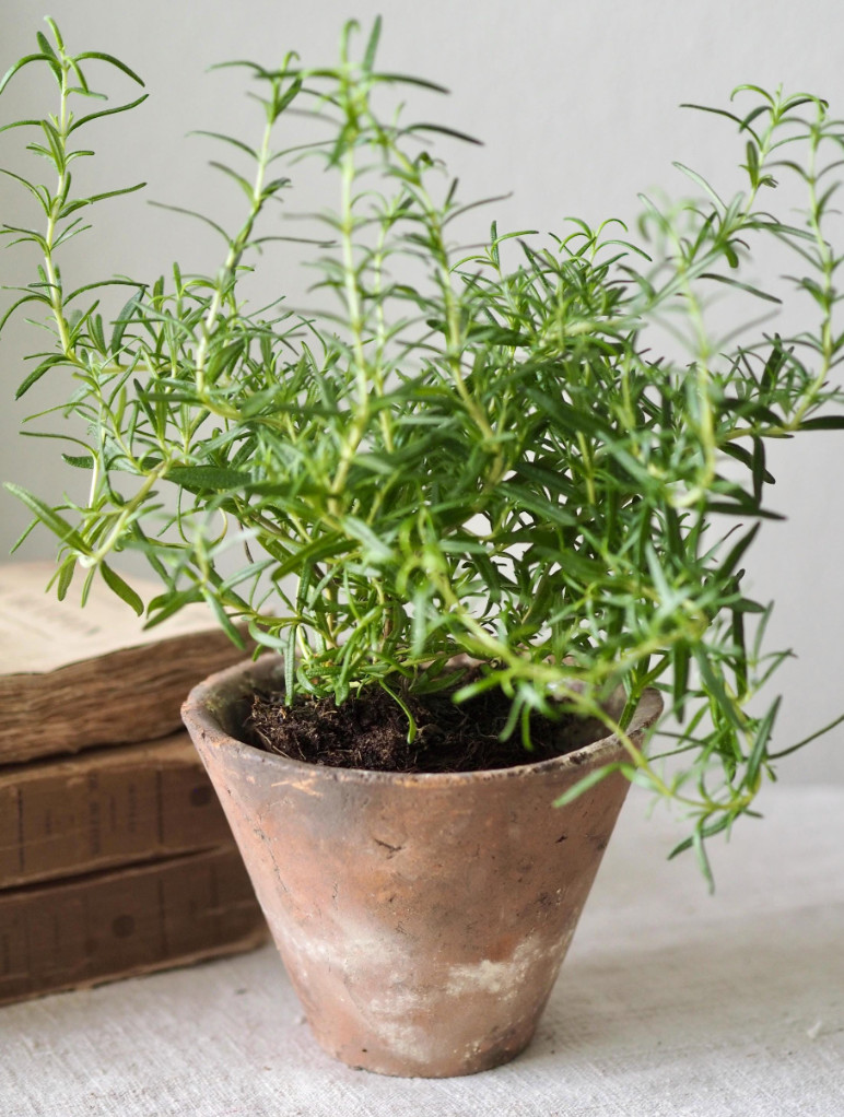 Antique French Terracotta Resin Sap Pots, Cottage Garden Home Decor