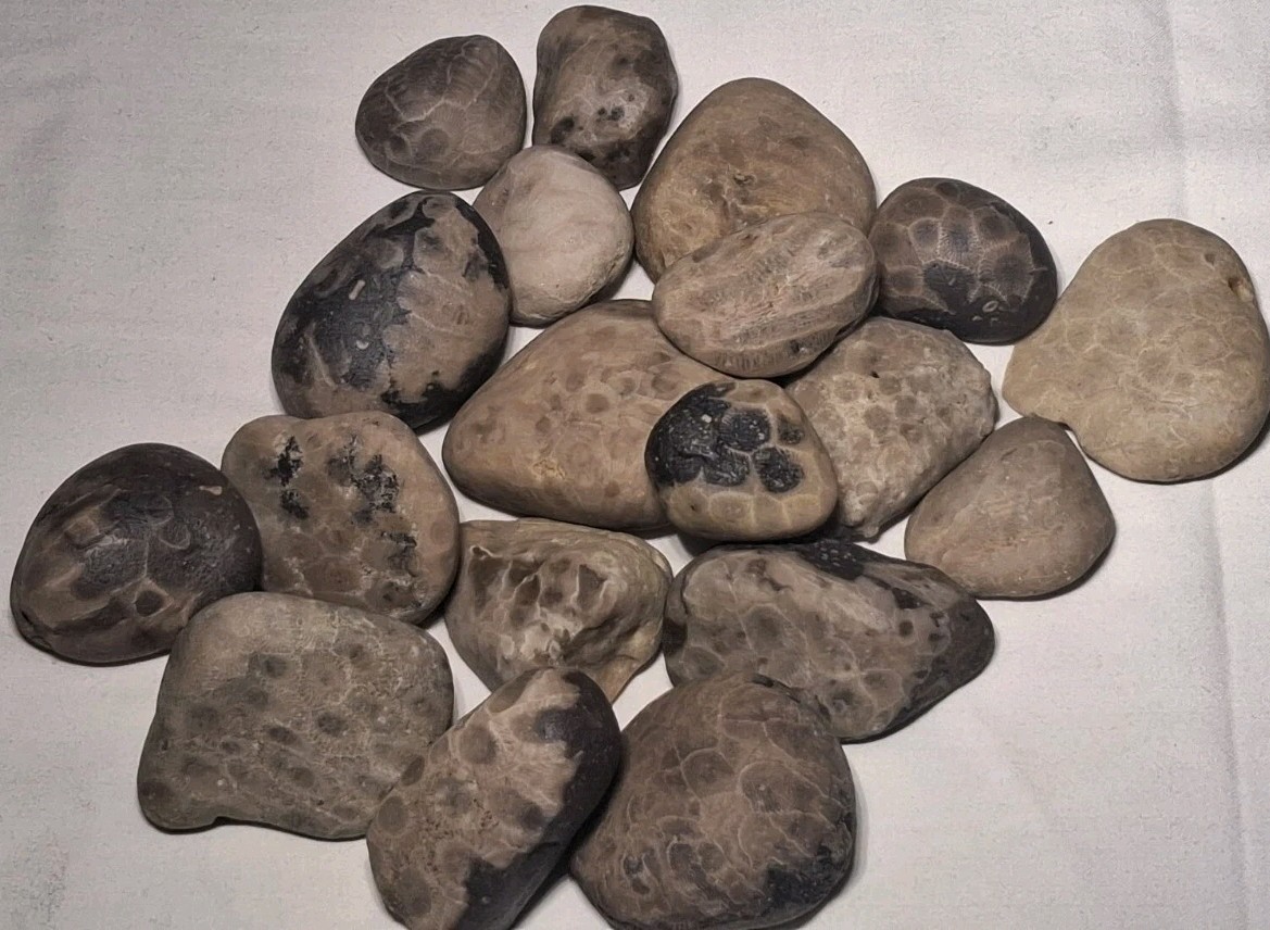 Michigan Petoskey Stone Lot 2 Pound Unpolished Natural Great Lakes Fossil Coral