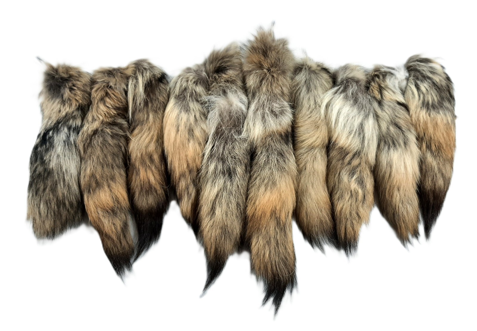 Lot of 10 Coyote Tails, Genuine Real Fur, 11"-16" Length