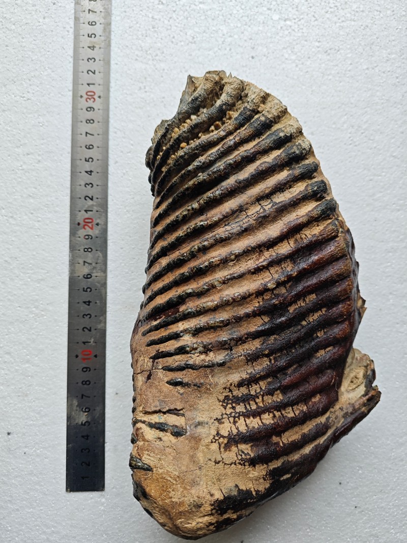 Exquisite fossilized teeth from the Ice Age - Ancient fossil specimens