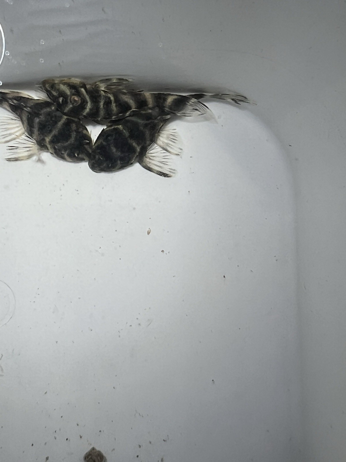 L333 Pleco Live 1-2 Inch King Tiger Pleco US Local Bred And Raised