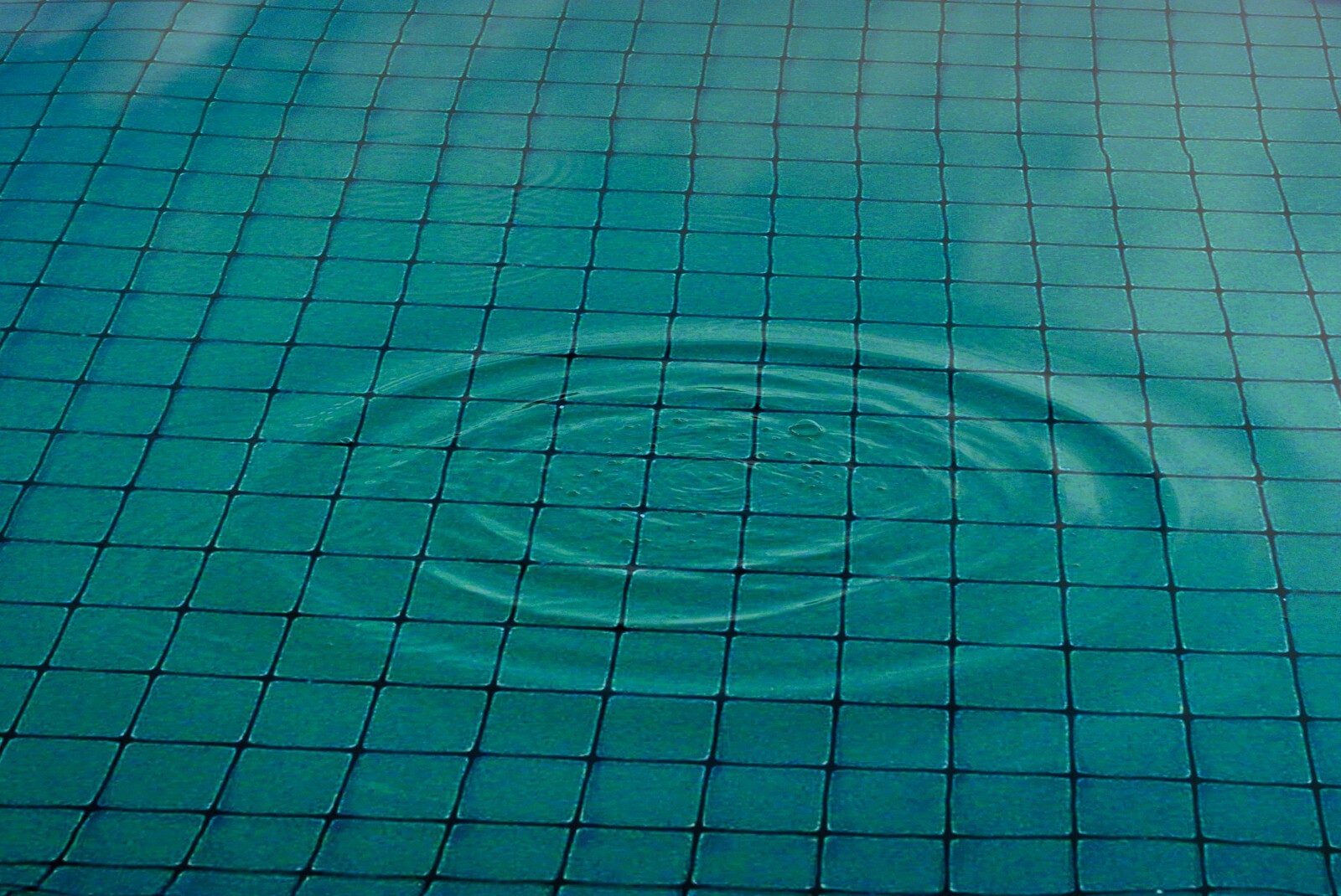 DeWitt Pond and Bird Netting 14 FT X 45 FT