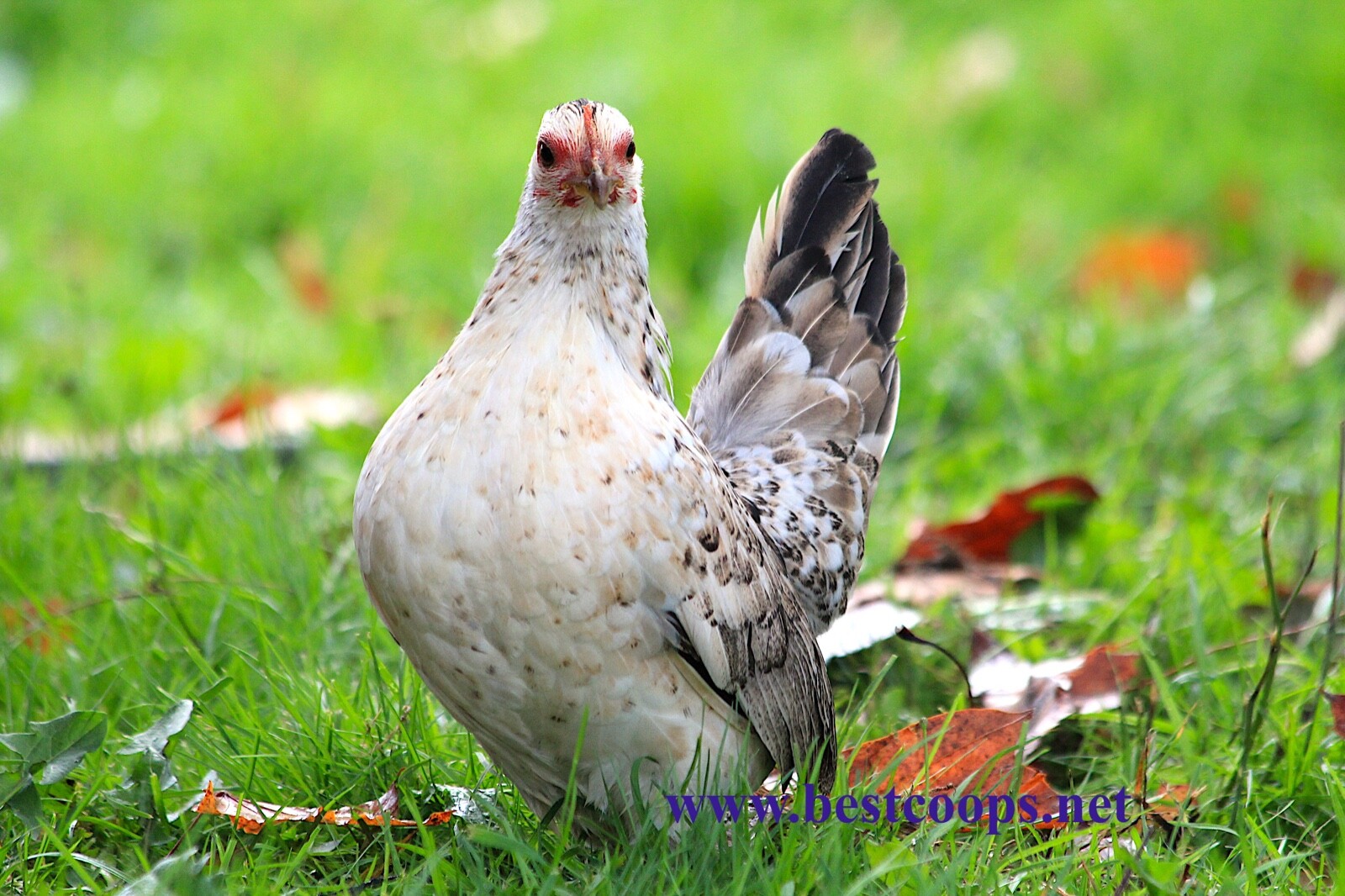 12+ Fertile Show Quality Serama Chicken Hatching Eggs