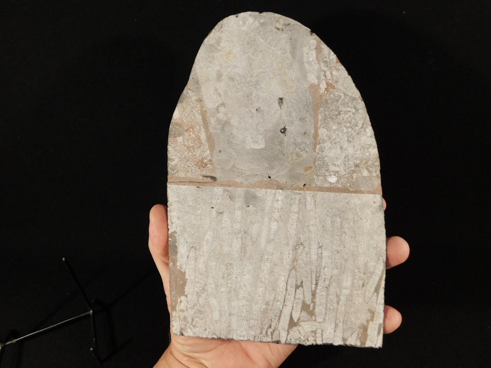 LARGER! 430 Million Year Old! CRINOID Fossil or Sea LILY Fossil Morocco 1133gr