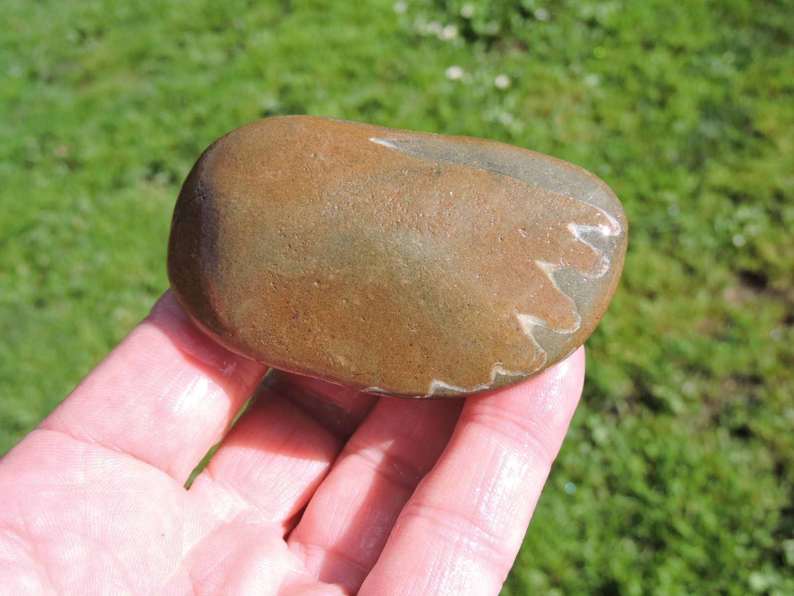 Box of MIXED Pacific Coast CLAM FOSSIL SHELL STONES Anadara, Steinkern ( 4 lb )