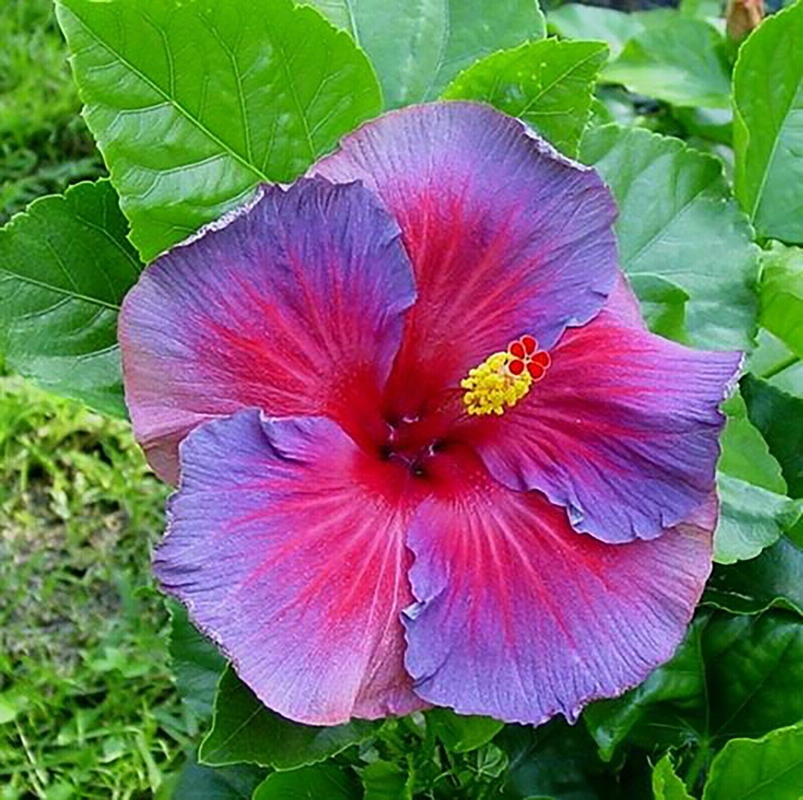 30pcs Multicolor Hibiscus Seeds - Rare Non-GMO Heirloom Variety for Your Garden