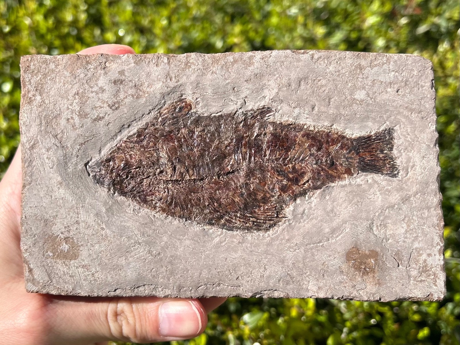 RARE Nebraska Fossil Fish Valentine Formation Skeleton Late Miocene Age