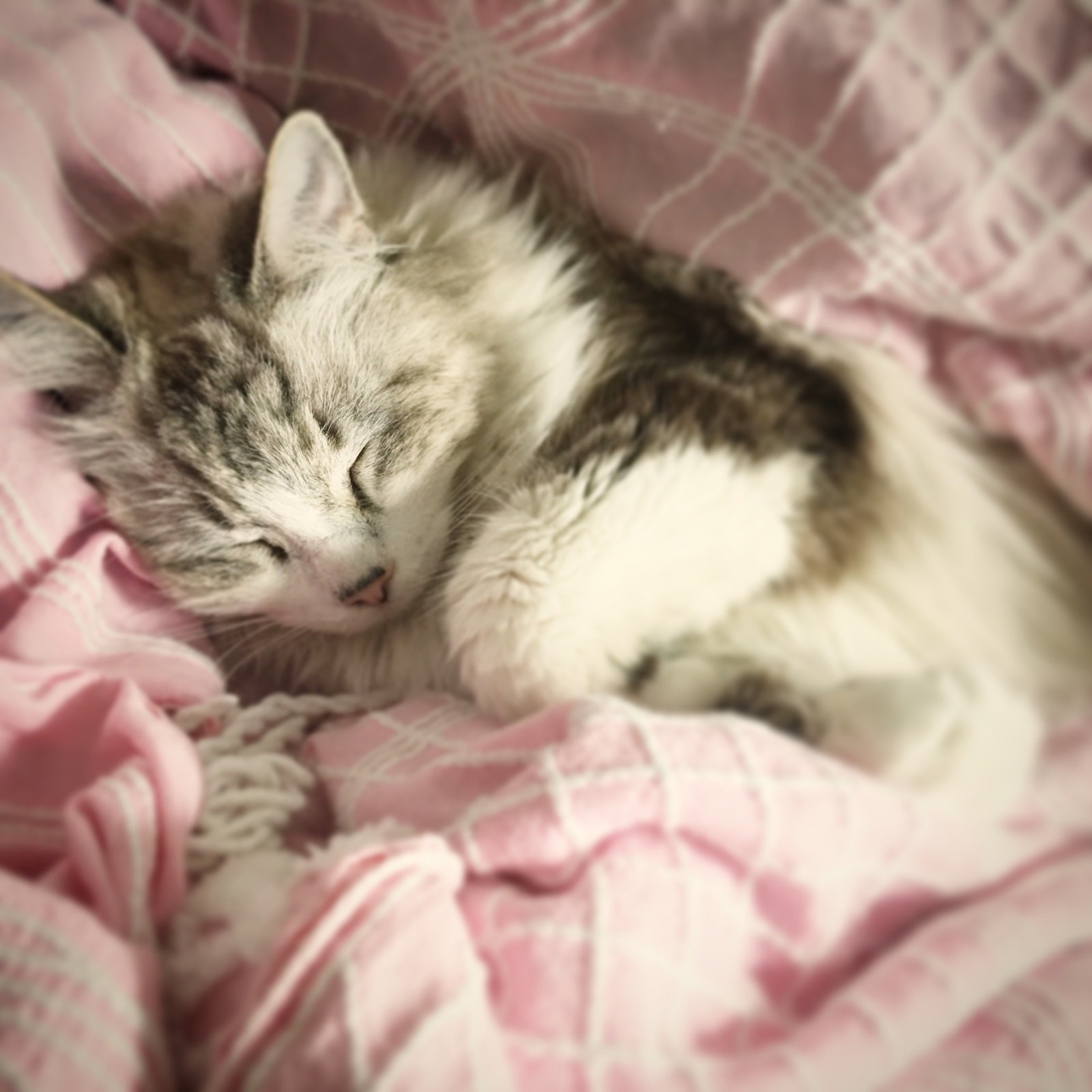 Vintage 1956 Rare Coca Cola Store Sign Original Coke Lithograph 14” x 20” READ