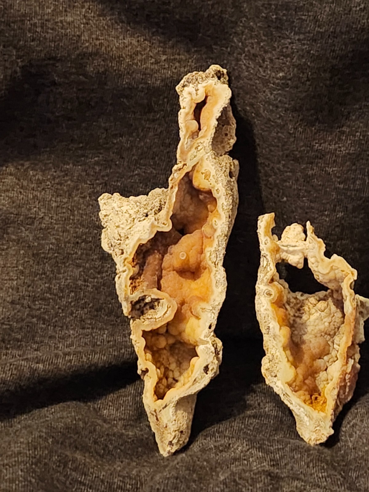 Florida Agatized Coral Fossil Pair, unpolished Chalcedony Fluorescent!