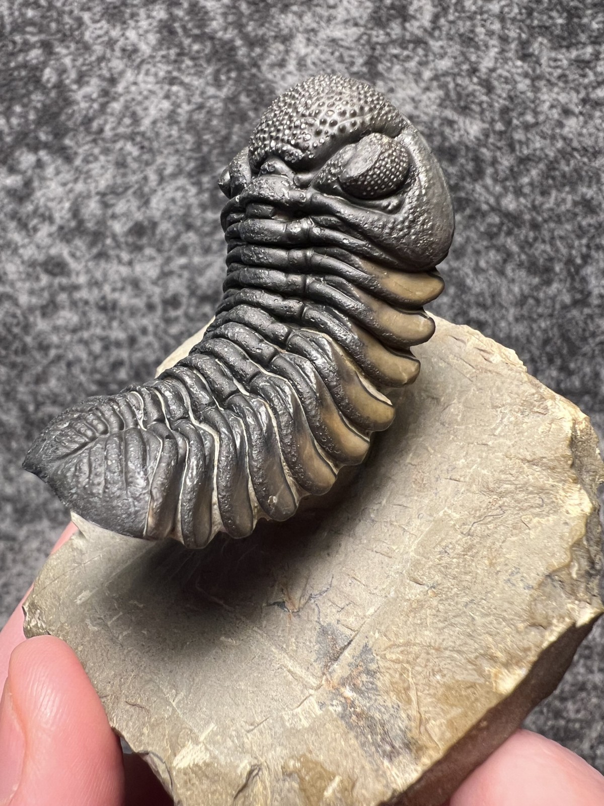 Exceptional Moroccops sp. Trilobite Fossil – Stunning Flying Preparation