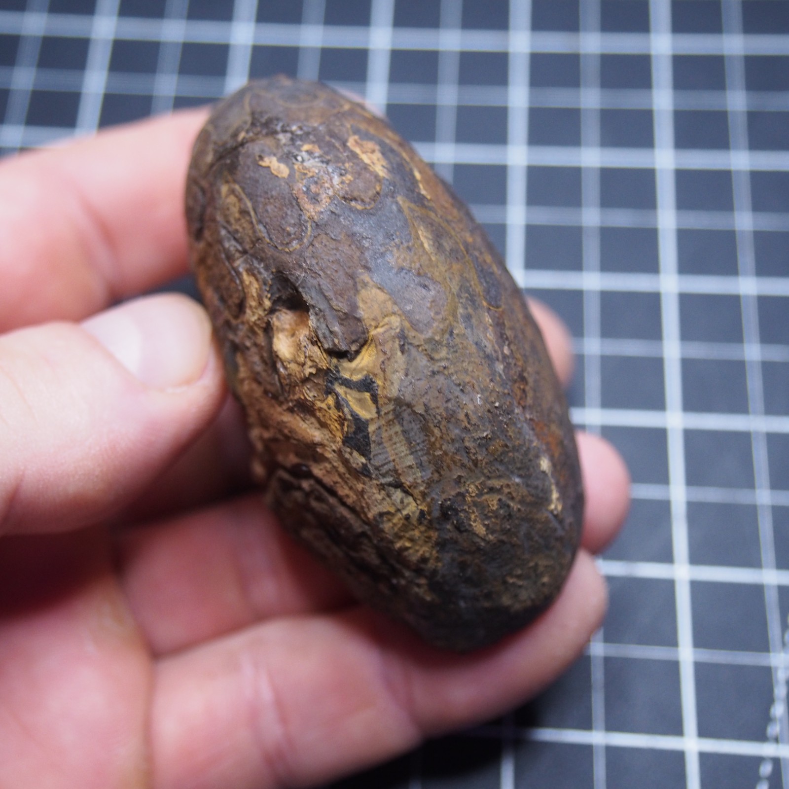 76 mm Goniatite Devonian Fossil Ammonite Morocco 2570