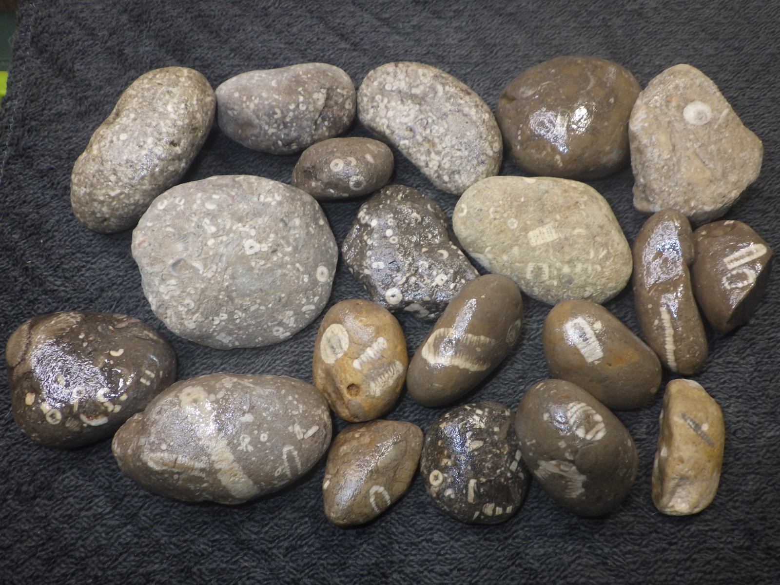 Crinoids Stones Fossils