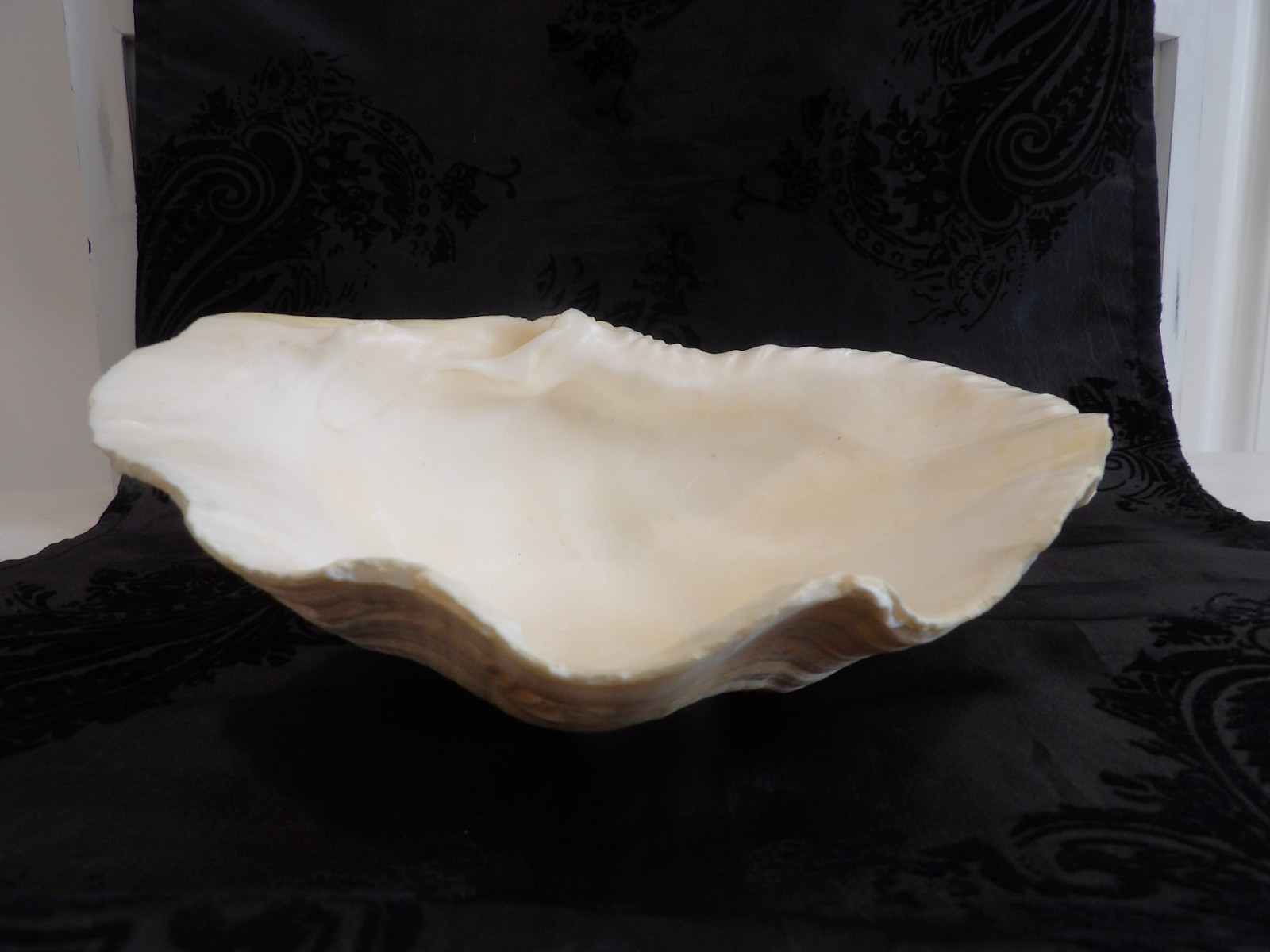 Awesome OLD Vintage Natural Half Tridacna Clam Shell~Fabulous Decor