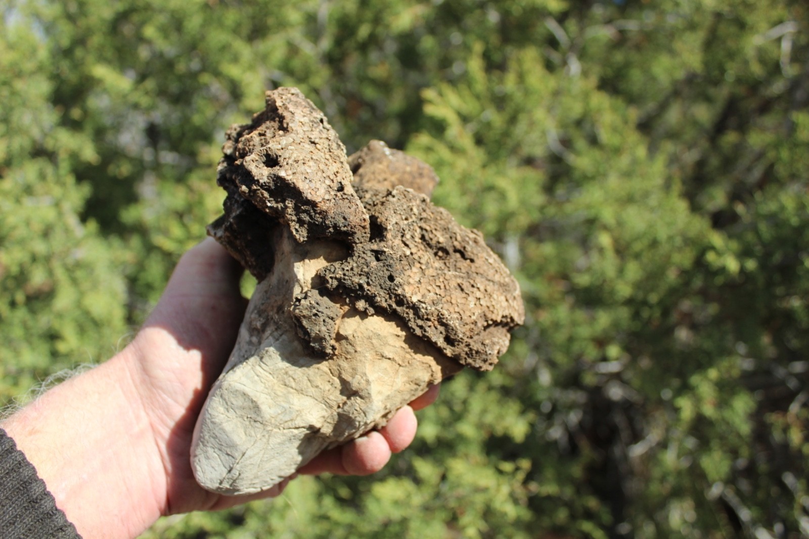 Fossil Beautiful HONEY COMB CORAL Favosites spp. Rare Locality ~ 400 Million
