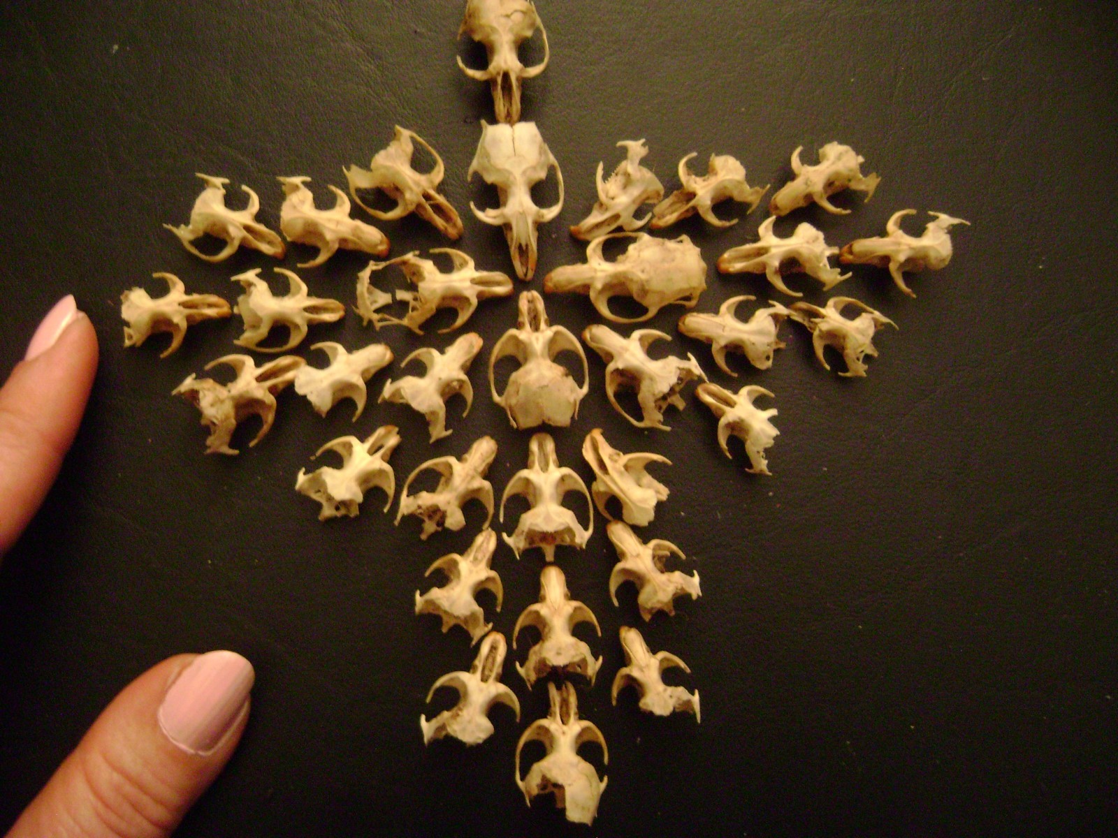 30 BROKEN RAT SKULLS real animal bones head skeleton taxidermy art crafts lot