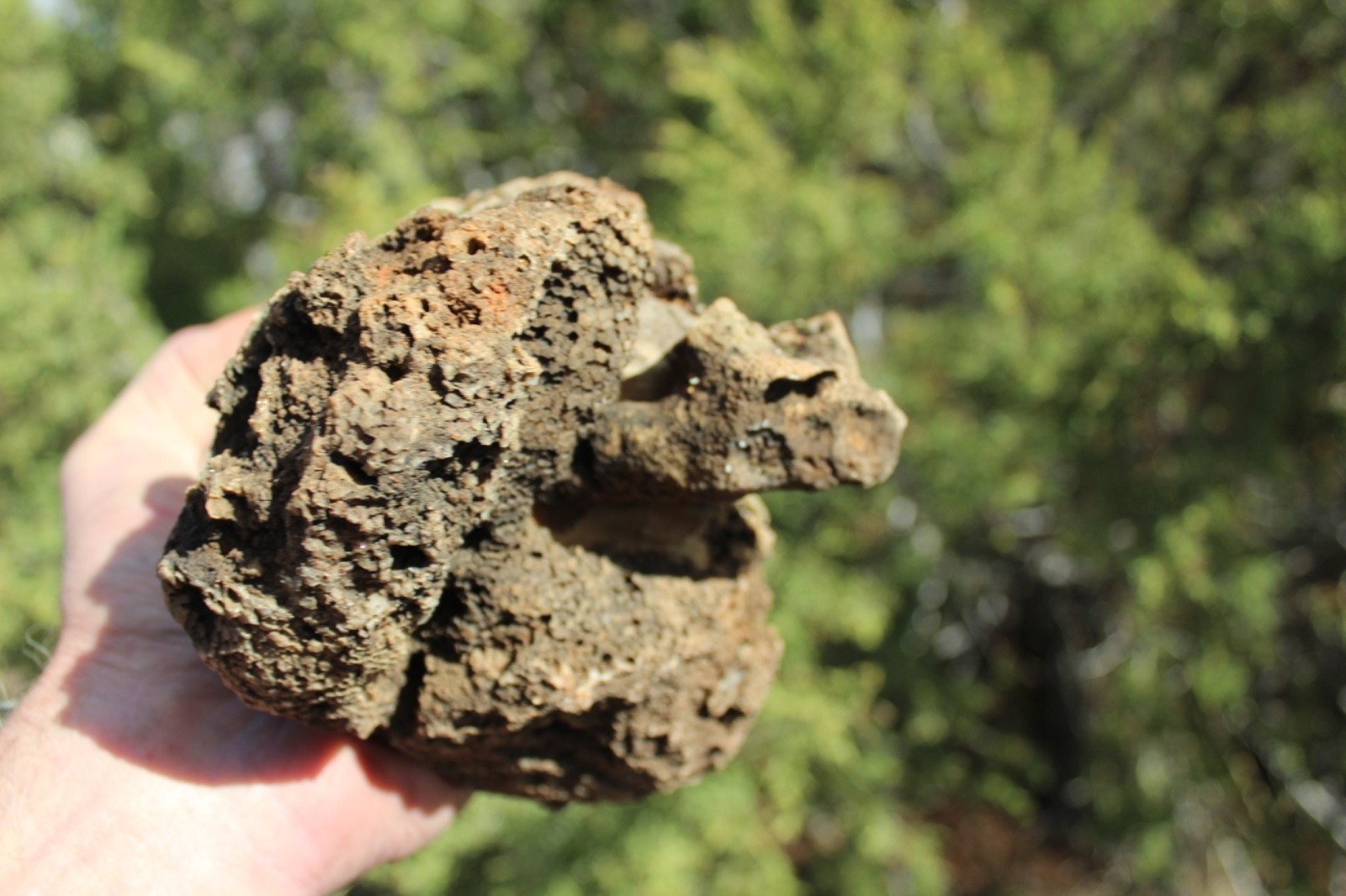 Fossil Beautiful HONEY COMB CORAL Favosites spp. Rare Locality ~ 400 Million