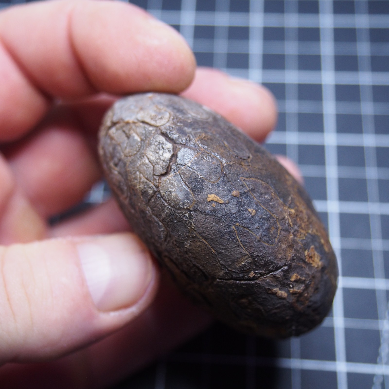 76 mm Goniatite Devonian Fossil Ammonite Morocco 2570