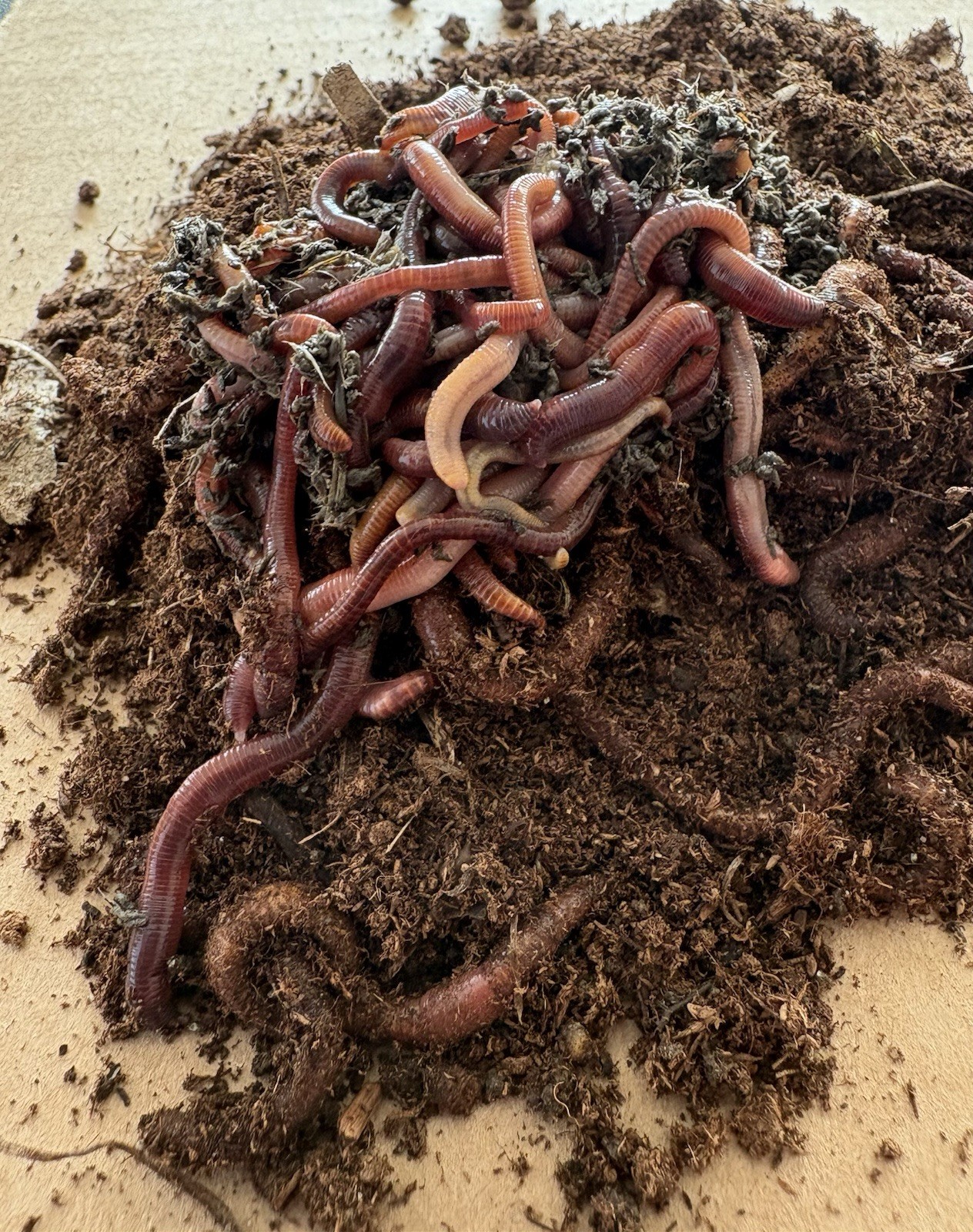 100 + Red Wiggler Worms / Healthy & Fresh Composting Worms 🪱 Ready to Ship
