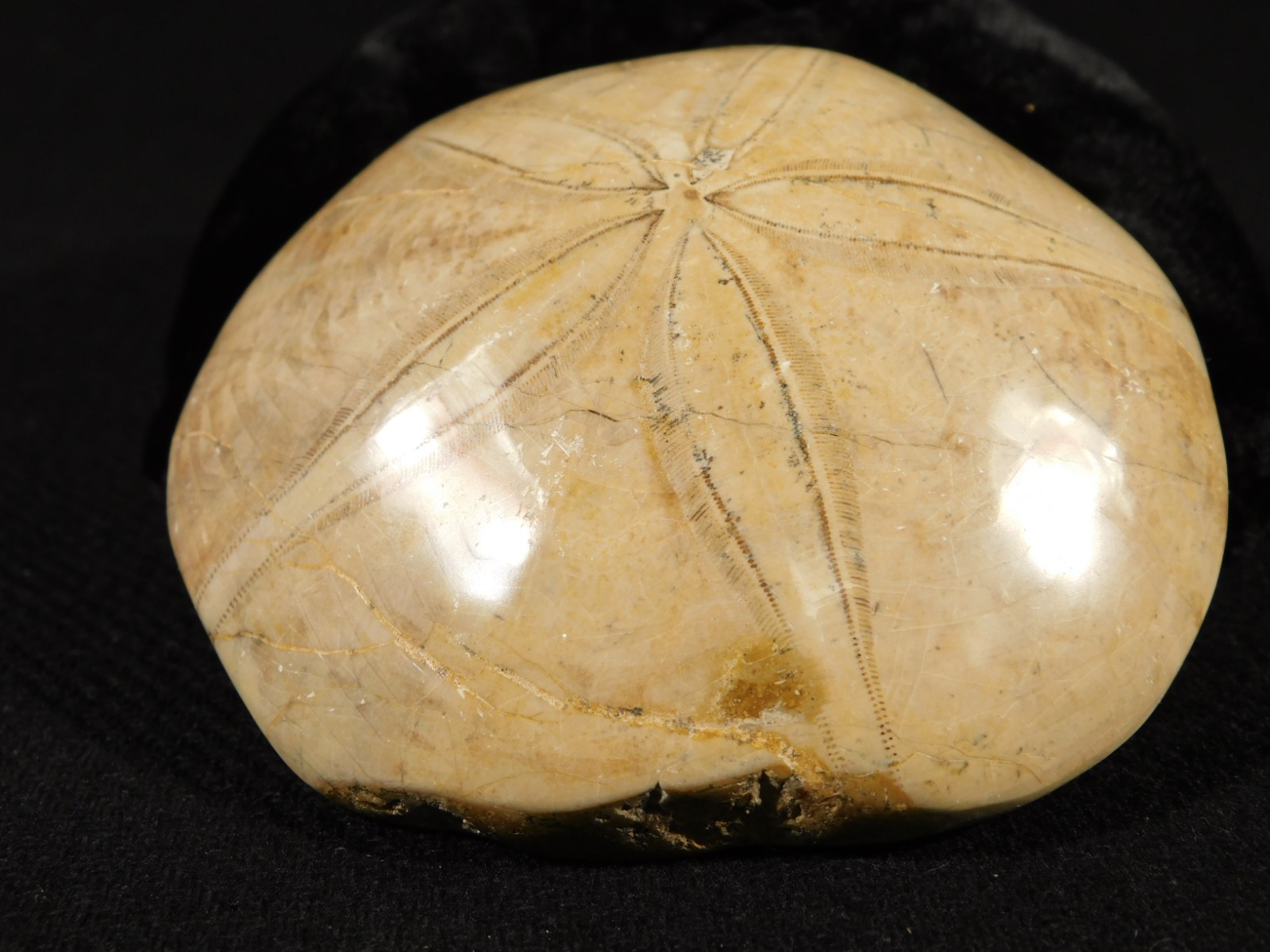 Big! Polished 150 Million Year Old! SAND DOLLAR Fossil Madagascar 219gr