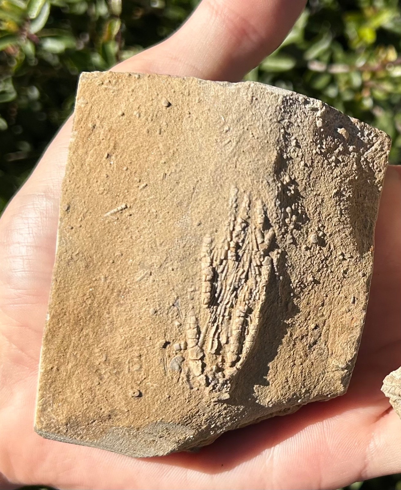 Crinoid Fossils in Matrix LOT OF 3 Alabama Phanocrinus Aphelecrinus Bangor Fm